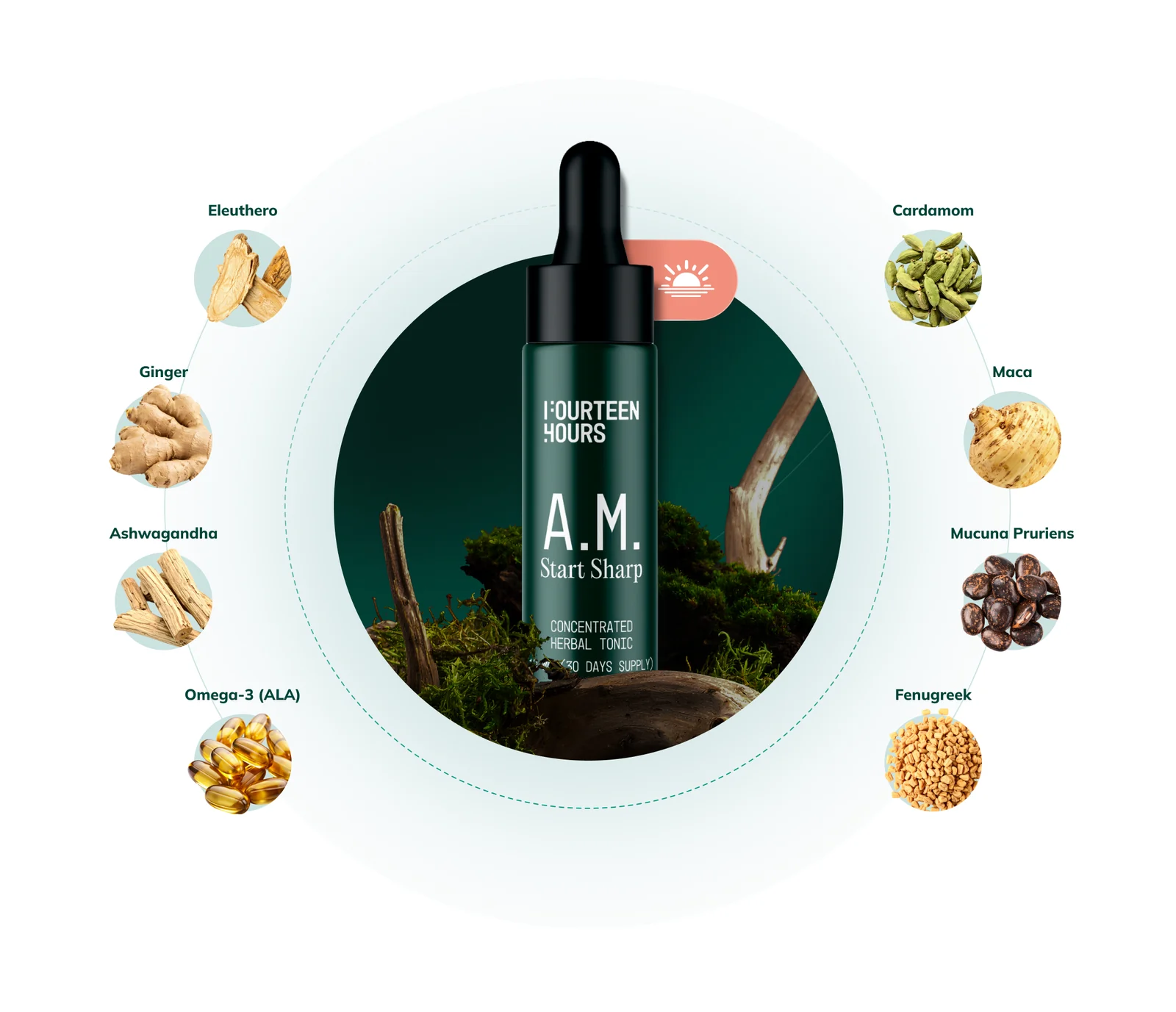 A.M. formula: bottle in the centre, around it — eleuthero, ashwagandha, maca, mucuna, ginger, cardamom, fenugreek