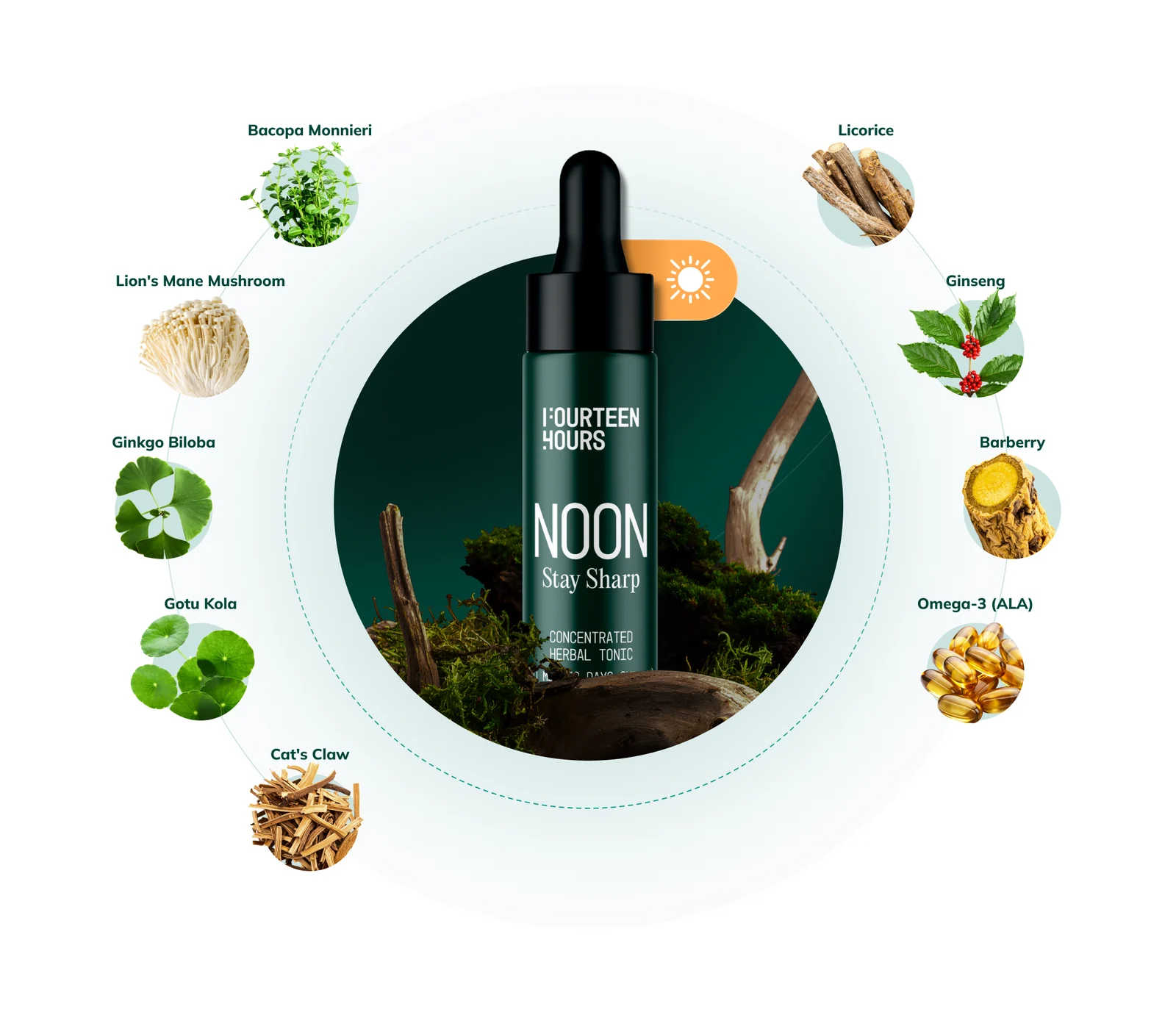 NOON formula: bottle in the centre, around it — ginkgo, ginseng, bacopa, gotu kola, lion's mane, licorice, barberry, catnip